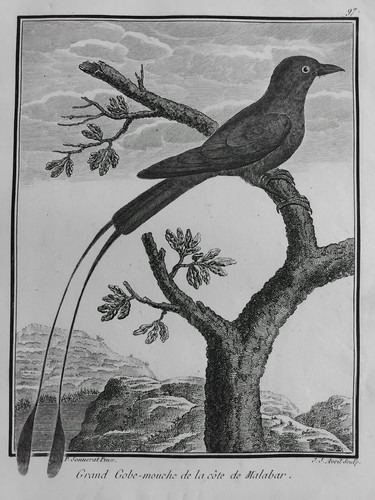 Gobe mouche cote malabar inde - gobe,
