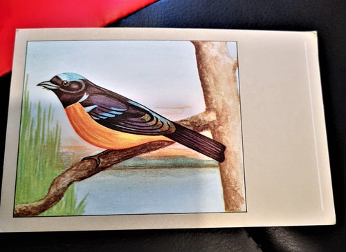 Carte postale oiseau gobe - -,