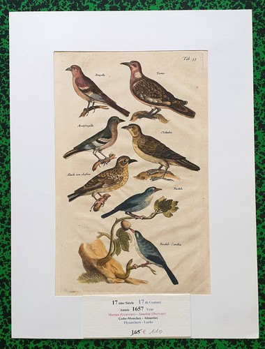 Xvii ème jonston merian - xvii,