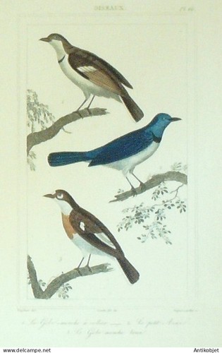 Gravure vauthier buffon - gravure, vauthier-buffon