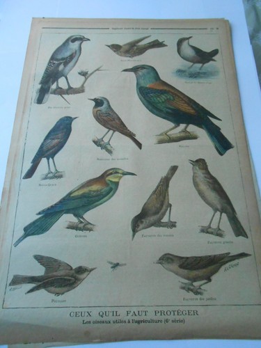 1897 les oiseaux - 1897,