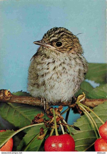 Carte postale animaux - -,