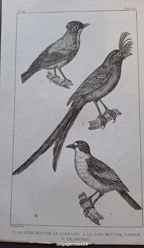 Gravure buffon oiseau le - gravure,