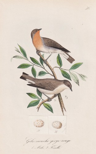 Gobe mouche gorge - gobe-mouche, gorge-rouge