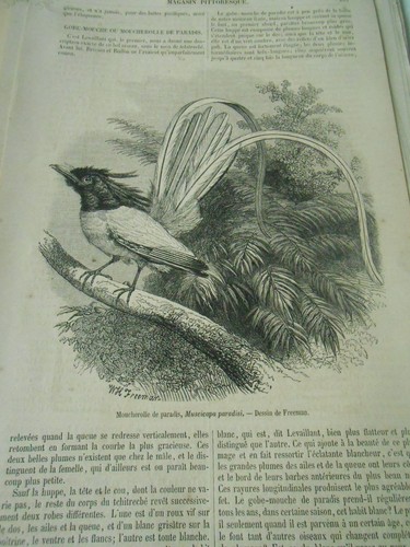 Gobe mouche moucherolle - mouche, ou