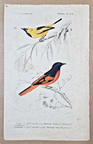 Gravure coloriée oiseaux - gravure,