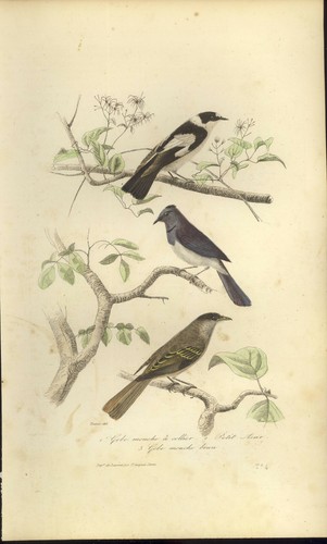 Buffon animaux gravure - gravure, 1856