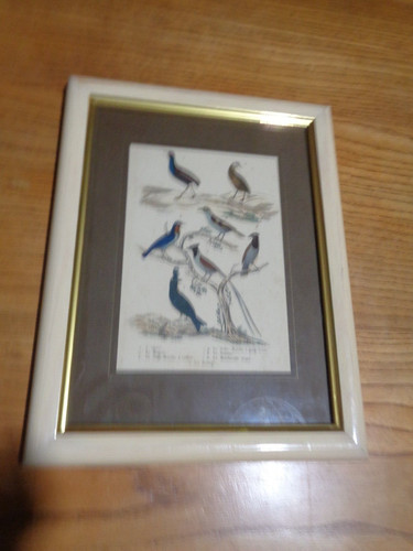 Gravure couleur buffon - gravure, de