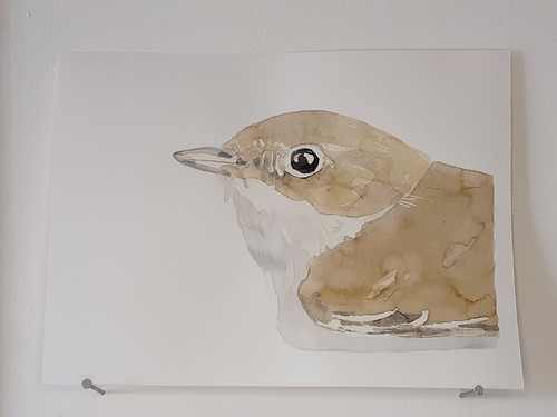 Gobe mouche aquarelle - mouche,