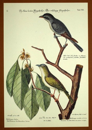 Gravure ornithologie oiseau - ornithologie, le