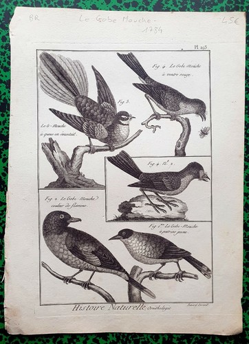 Xviii rare gravure - rare,