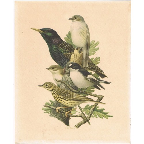 Gobe mouches pipit oiseaux - gobe-mouches, de