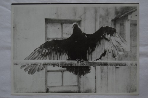 Pigeon voyageur grive gobe - grive,