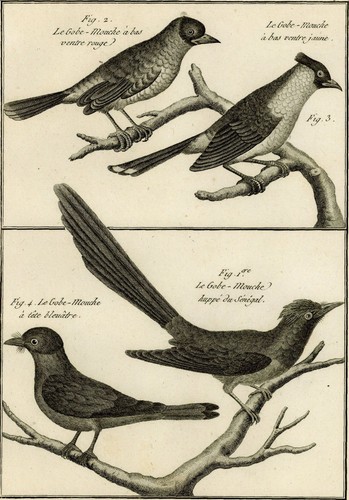 Oiseau gobe mouche ventre - gobe,