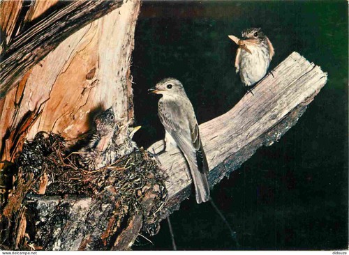 Carte postale animaux - carte,
