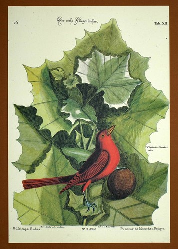 Gravure ornithologie oiseau - gravure,