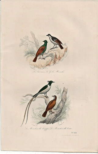 Gravure 19ème coloriée - 19ème, main