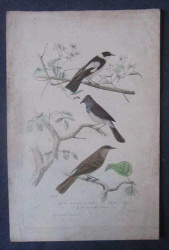 Ancienne gravure oiseaux - gravure, gobe