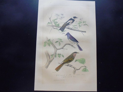 Gravure couleur