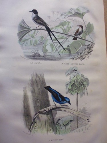 Gravure couleur buffon - gravure, 19°buffon