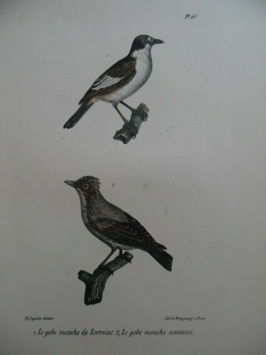Gravure oiseaux gobe - -,